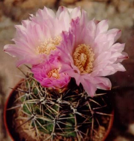 Gymnocalycium_achirasense_1